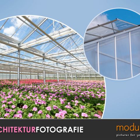 Gewächshaus von innen mit bunten Blumen und blauem Himmel
